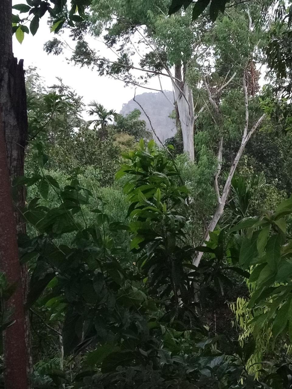 Damsen Homestay Ella Exteriör bild